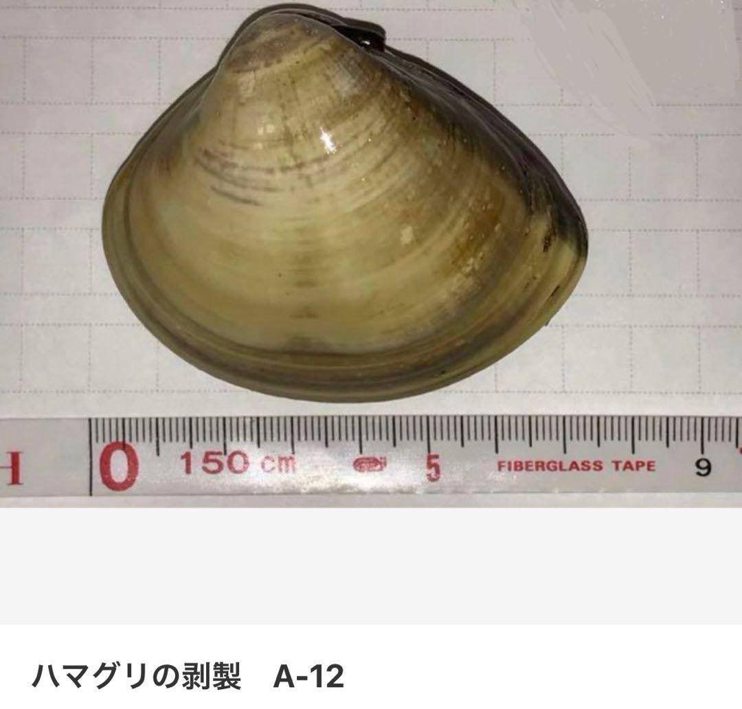 ハマグリの剥製 お買得16点セット