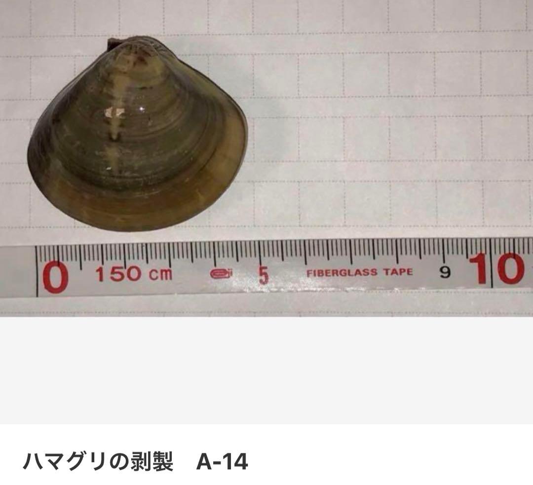 ハマグリの剥製 お買得16点セット