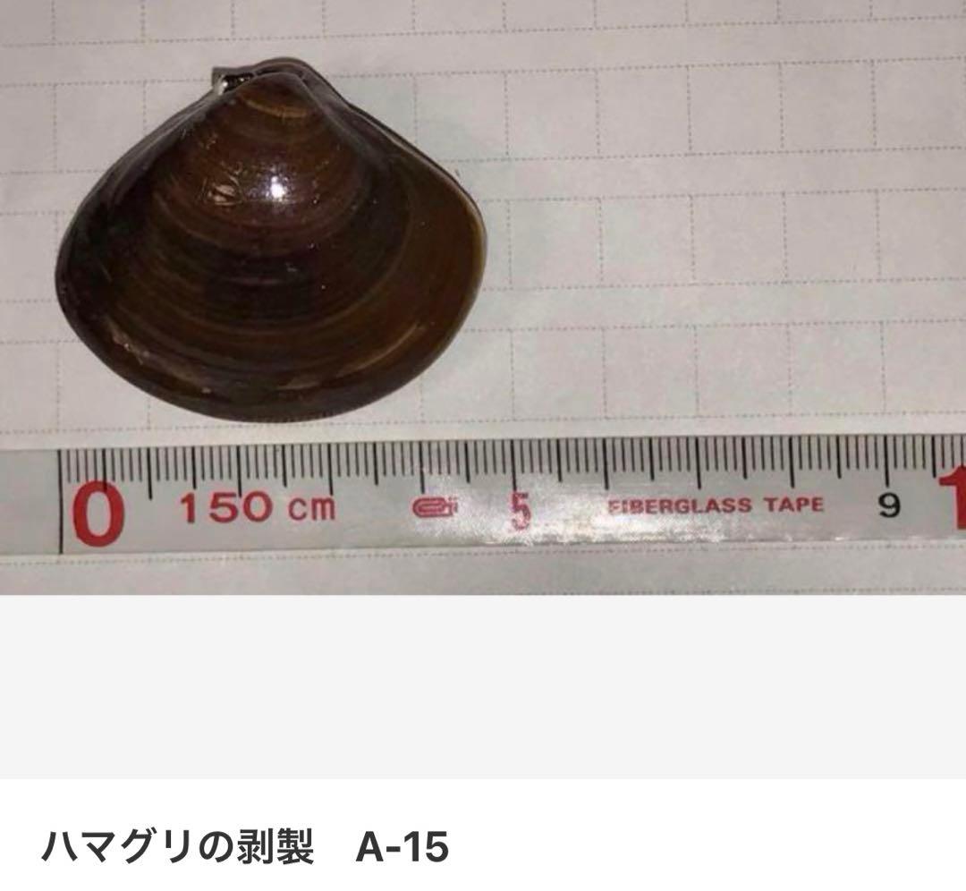 ハマグリの剥製 お買得16点セット