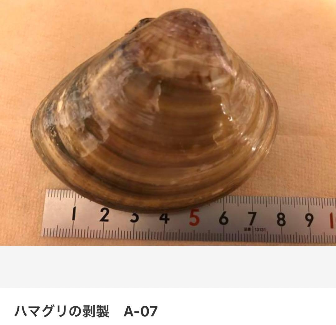 ハマグリの剥製 お買得16点セット
