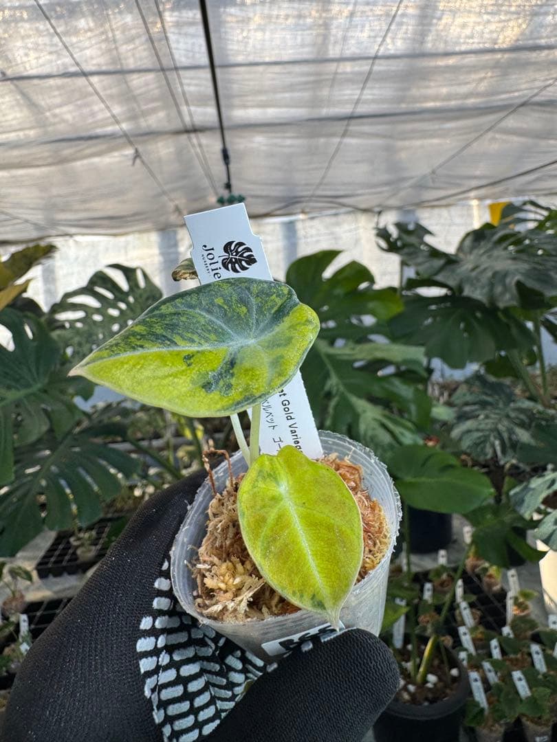 BG5 XB6アロカシア　ブラックベルベット　ゴールド斑入り 2寸ポリポット