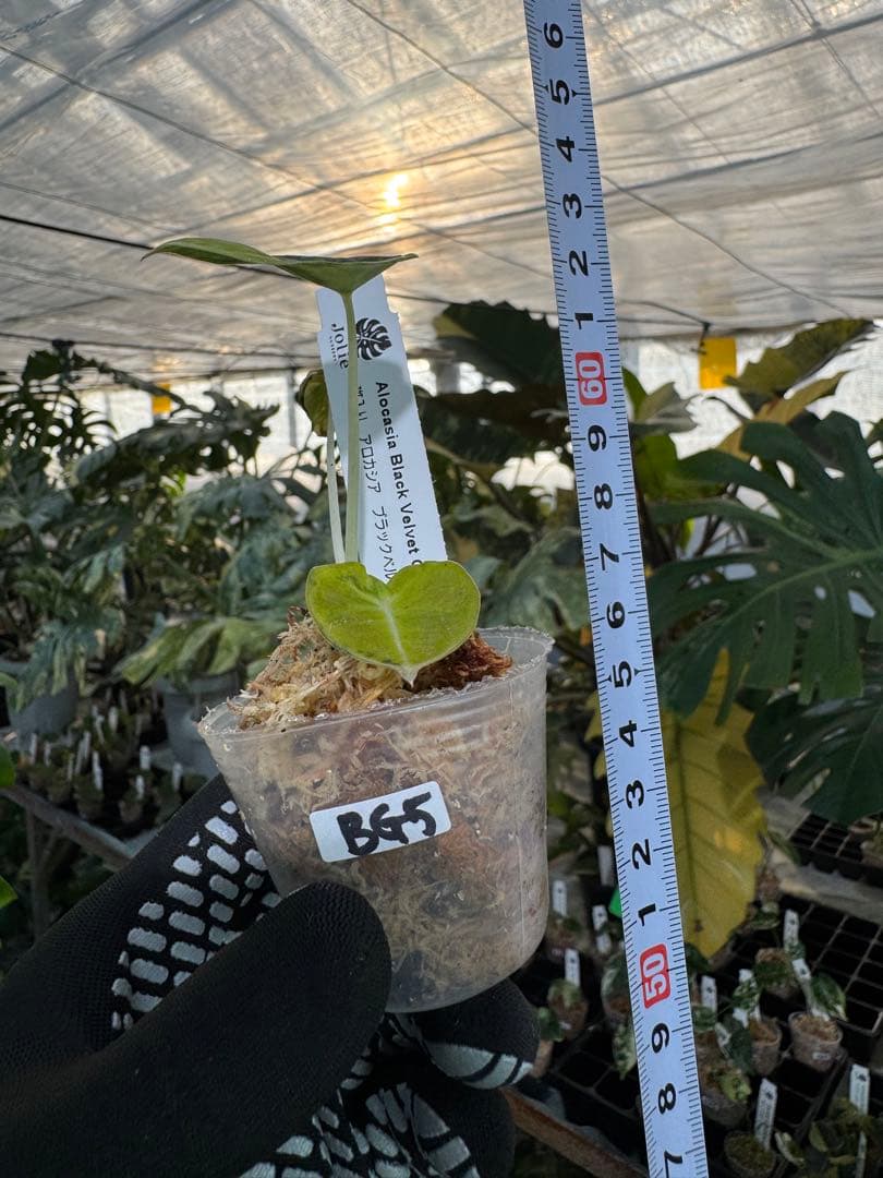 BG5 XB6アロカシア　ブラックベルベット　ゴールド斑入り 2寸ポリポット