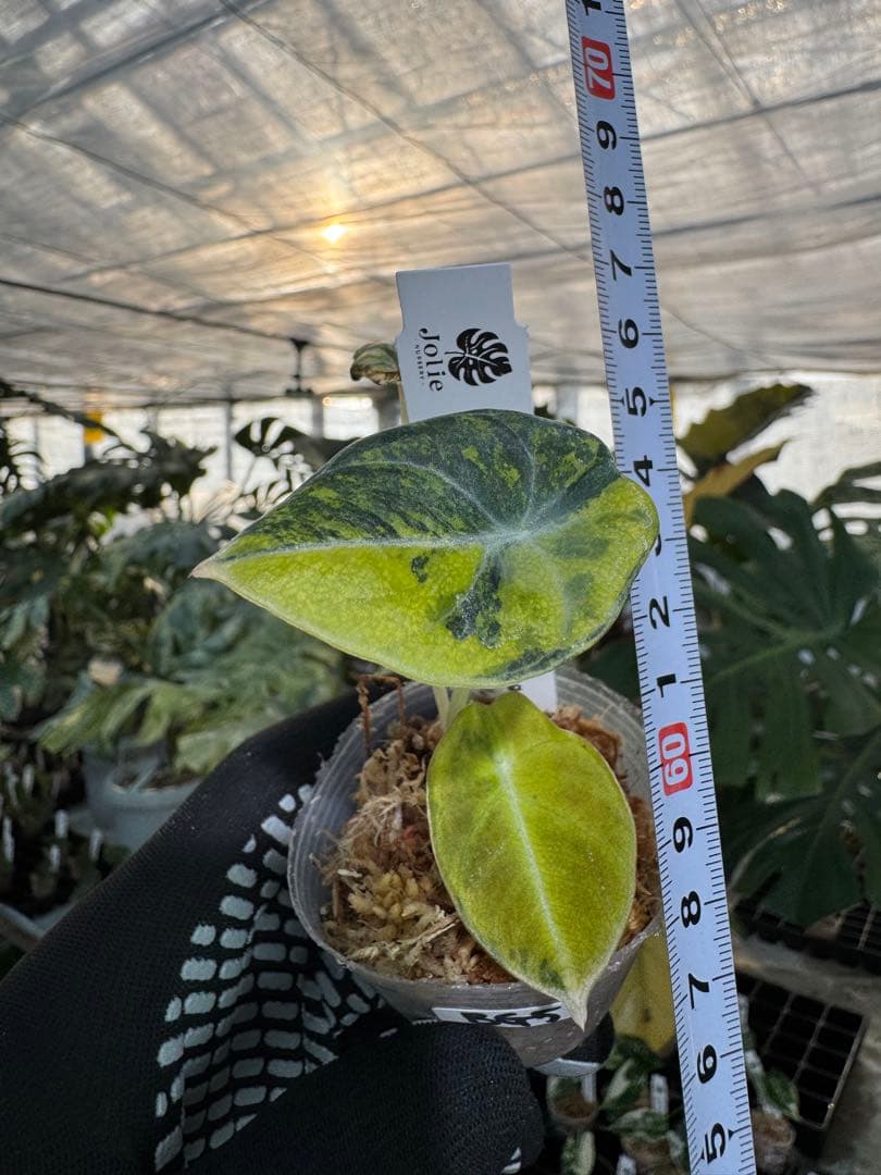 BG5 XB6アロカシア　ブラックベルベット　ゴールド斑入り 2寸ポリポット