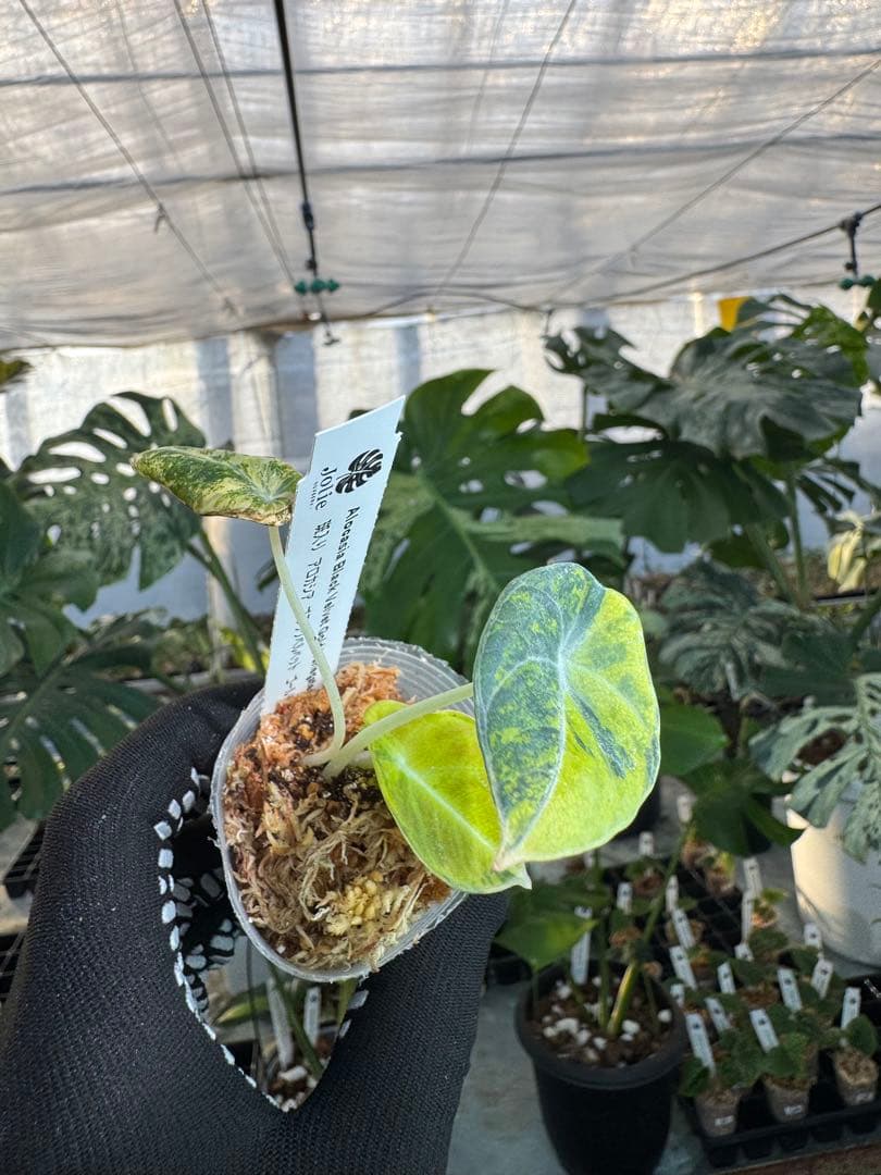 BG5 XB6アロカシア　ブラックベルベット　ゴールド斑入り 2寸ポリポット