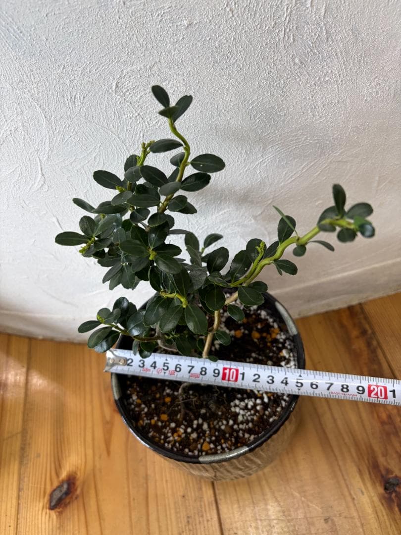 雲龍ツゲスパイラルドラゴン 常緑性低木 くねくね曲がった幹 選定不要 特徴的な枝