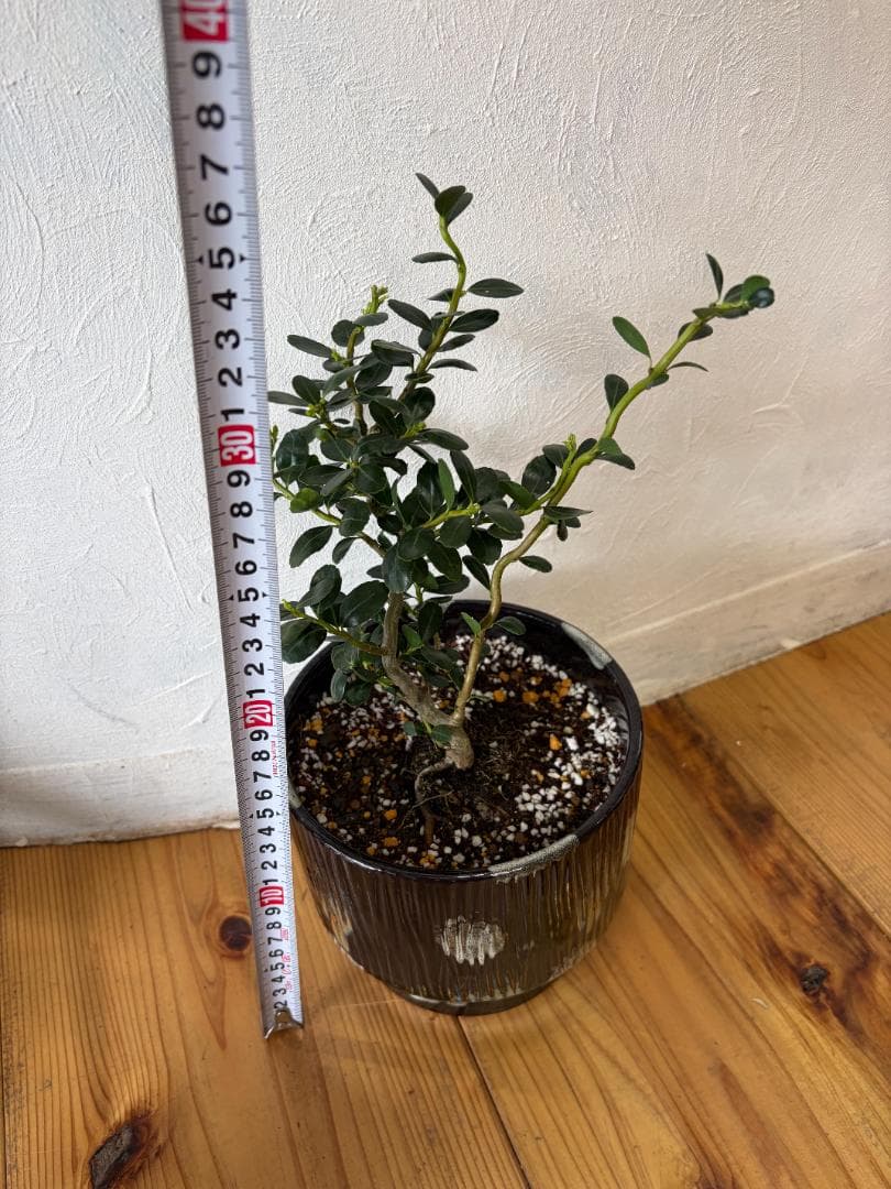 雲龍ツゲスパイラルドラゴン 常緑性低木 くねくね曲がった幹 選定不要 特徴的な枝