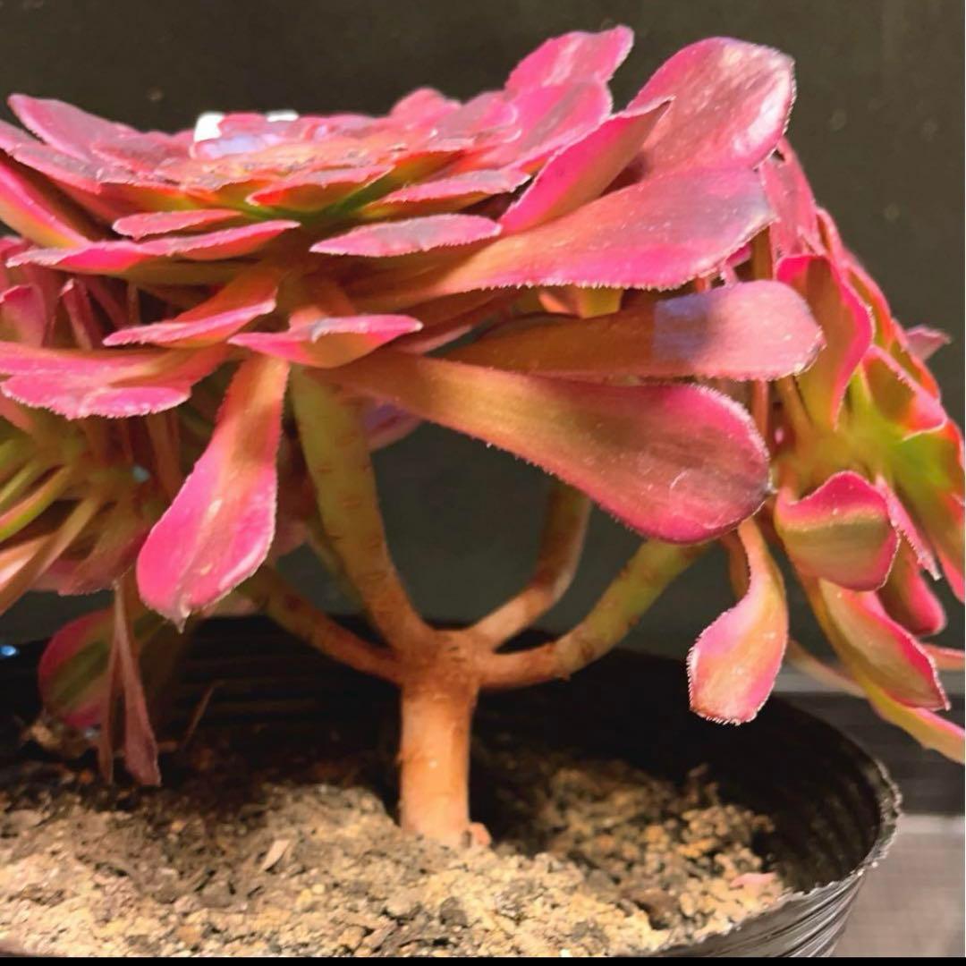 89#多肉植物アエオ錦❤️レッドゴールドスチール ❤️5大頭19cm拔き苗