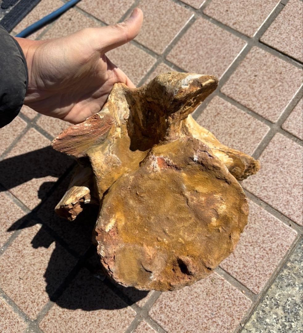 スピノサウルスの頸椎の化石　モロッコ　恐竜/ アロサウルス　ティラノサウルス