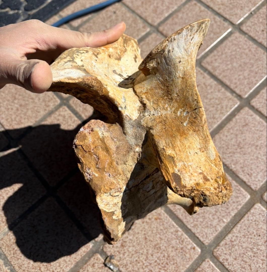 スピノサウルスの頸椎の化石　モロッコ　恐竜/ アロサウルス　ティラノサウルス