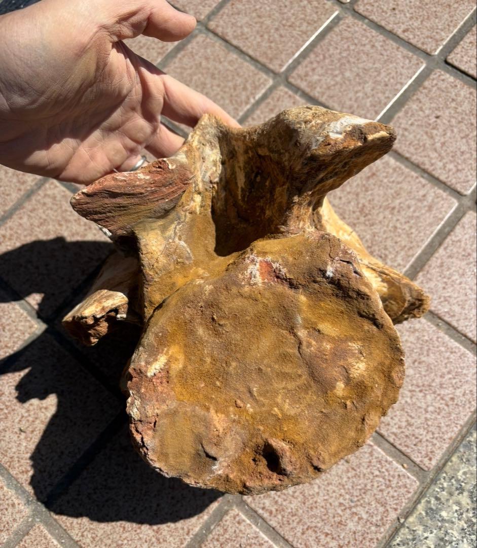 スピノサウルスの頸椎の化石　モロッコ　恐竜/ アロサウルス　ティラノサウルス