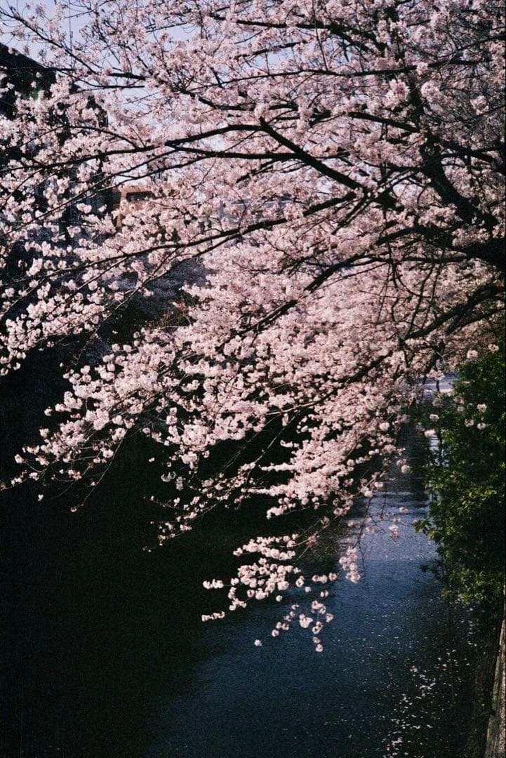 フィルムカメラ gakimatsu