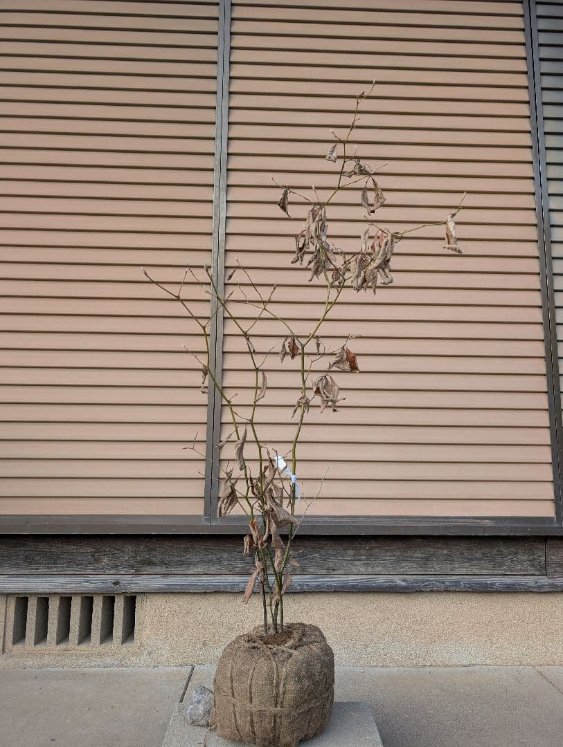 クロモジ　株立　約1m　①