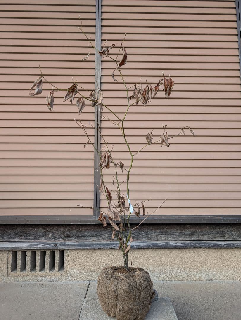 クロモジ　株立　約1m　①