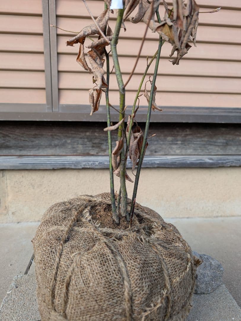 クロモジ　株立　約1m　①