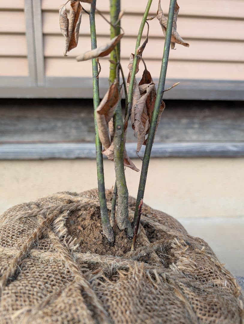 クロモジ　株立　約1m　①