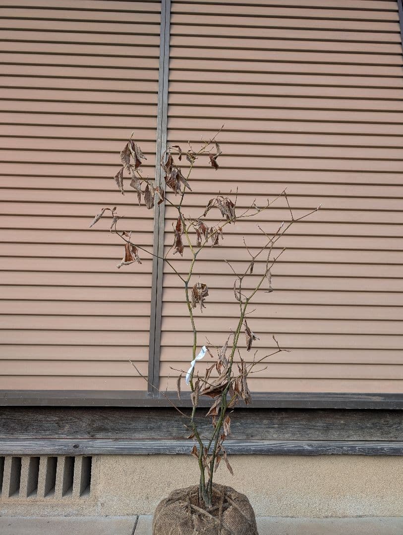 クロモジ　株立　約1m　①