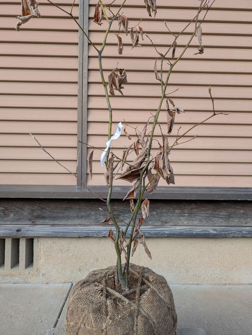 クロモジ　株立　約1m　①