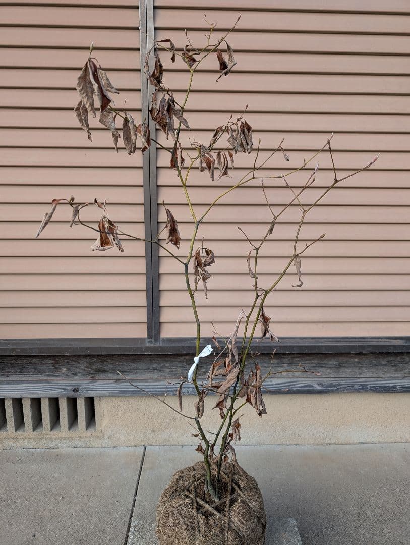 クロモジ　株立　約1m　①