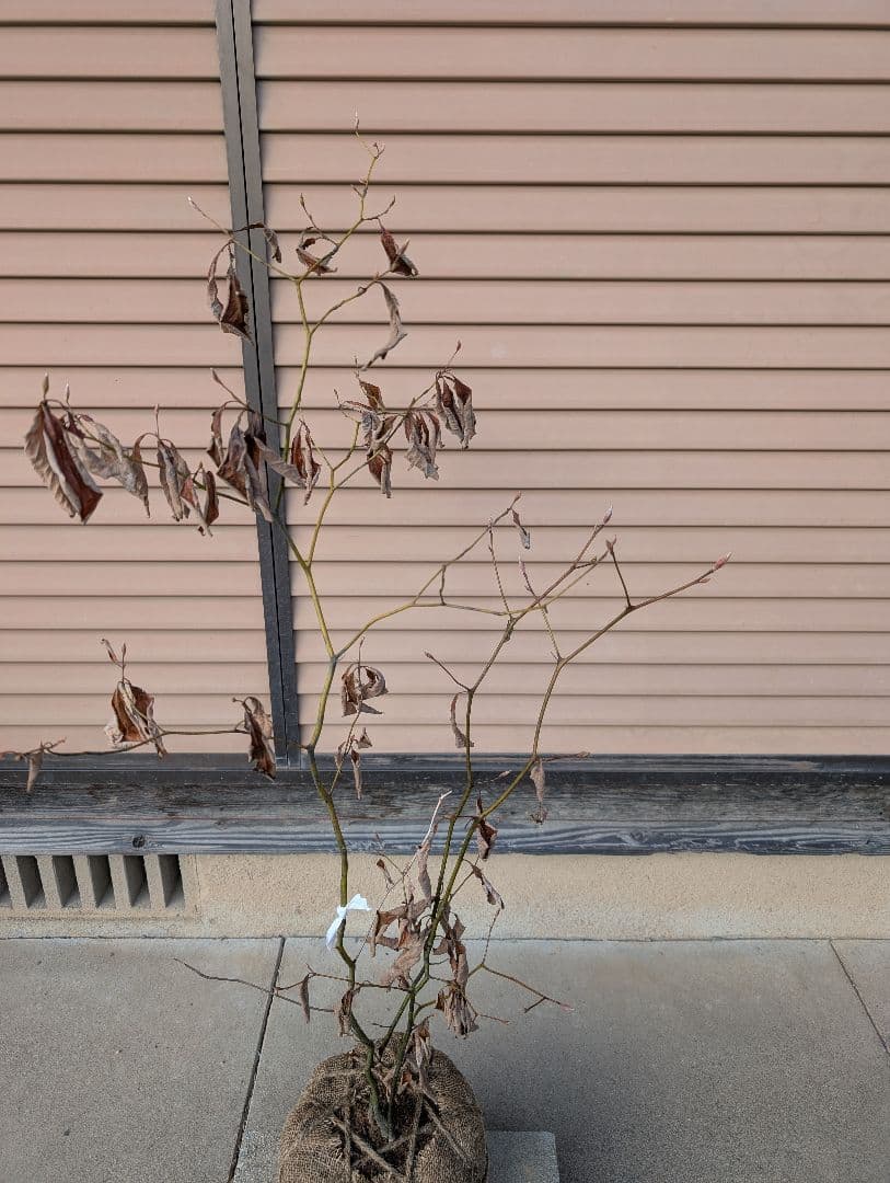 クロモジ　株立　約1m　①