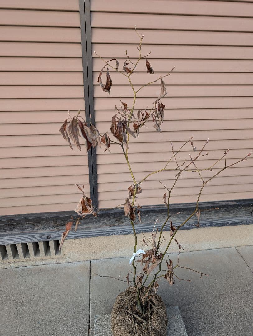 クロモジ　株立　約1m　①