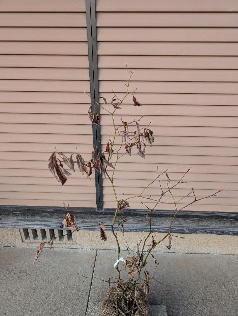 クロモジ　株立　約1m　①