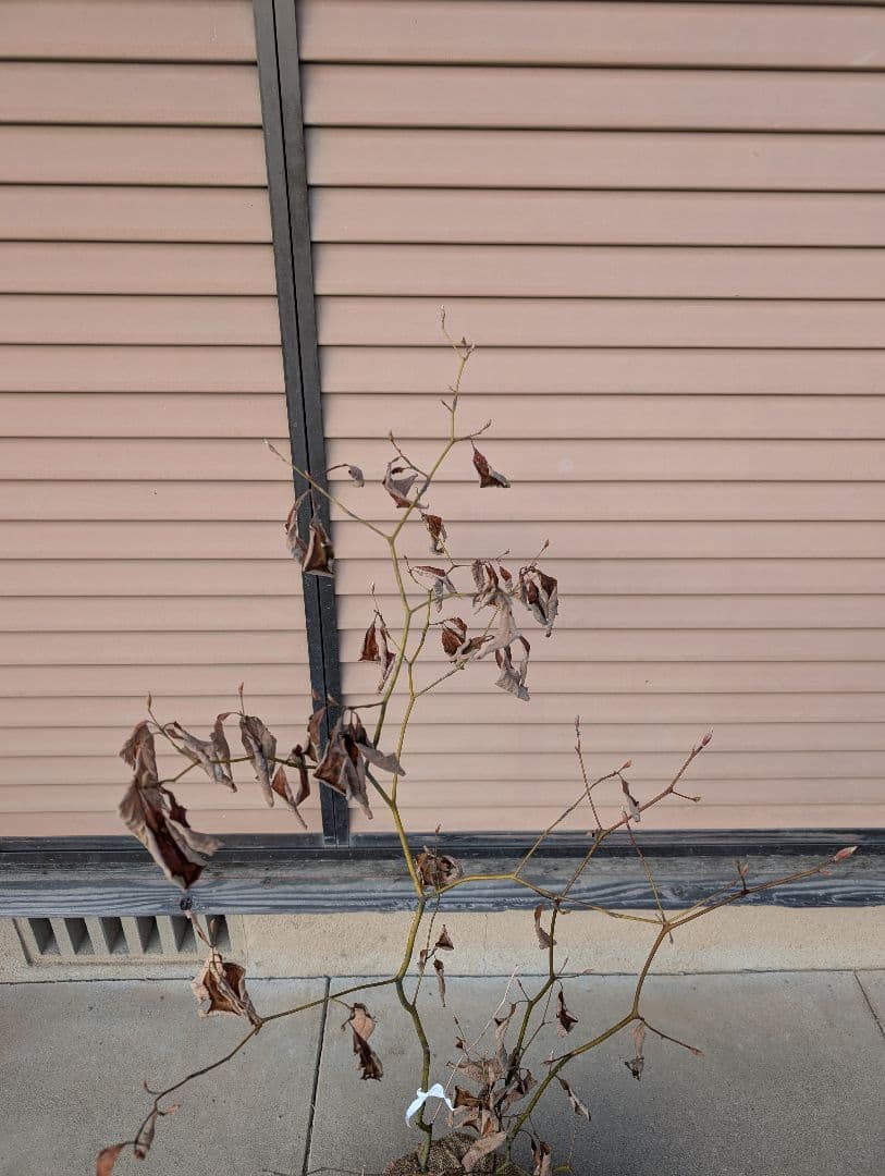 クロモジ　株立　約1m　①