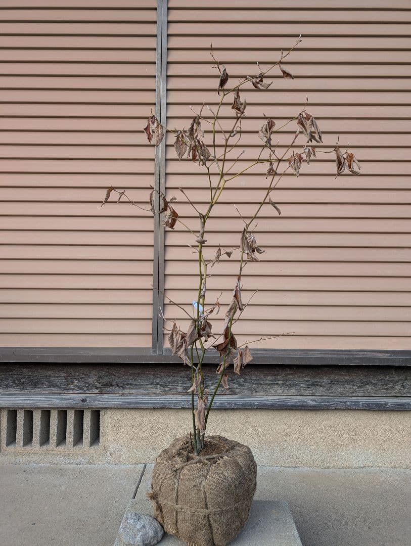 クロモジ　株立　約1m　①