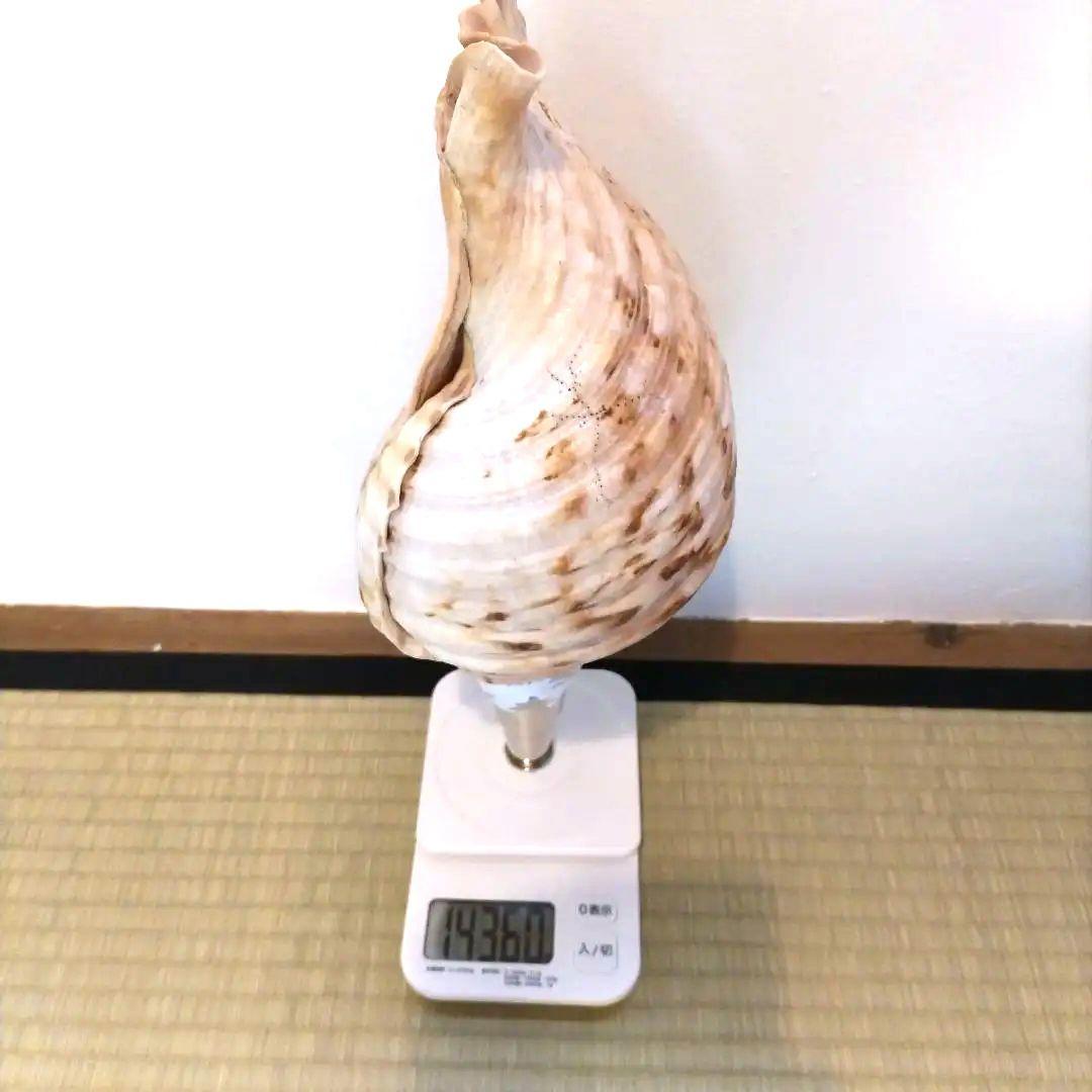 法螺貝②