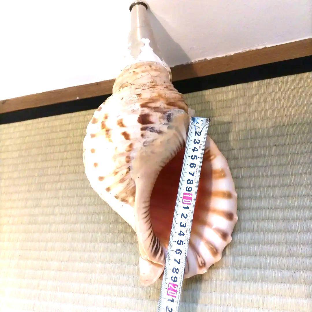 法螺貝②