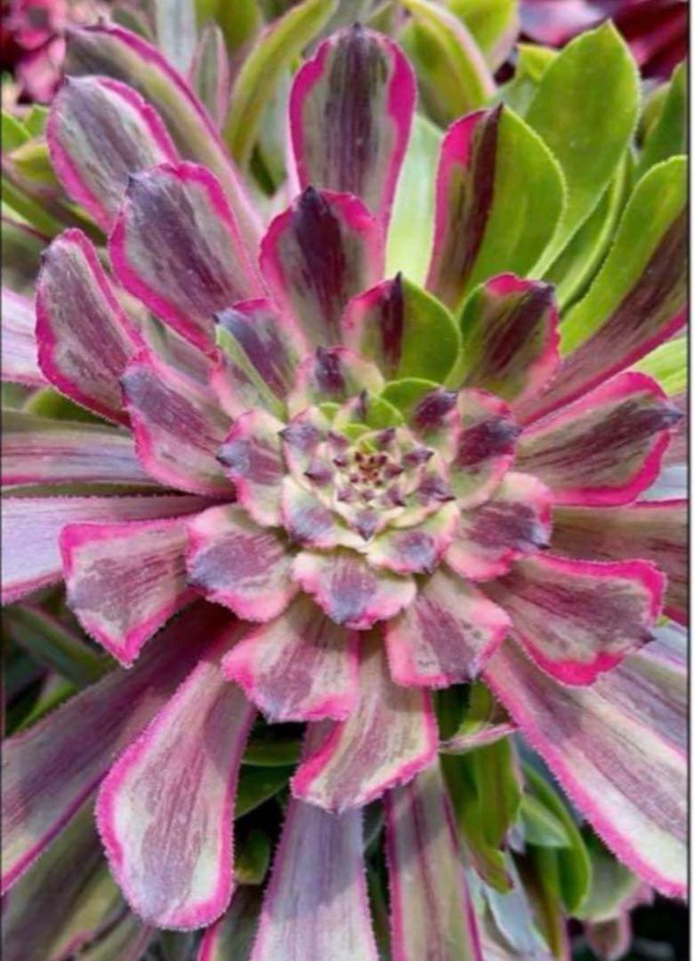 23#多肉植物アエオニウム錦❤️花顏ピンクディジー❤️1大頭7小頭23cm拔き苗