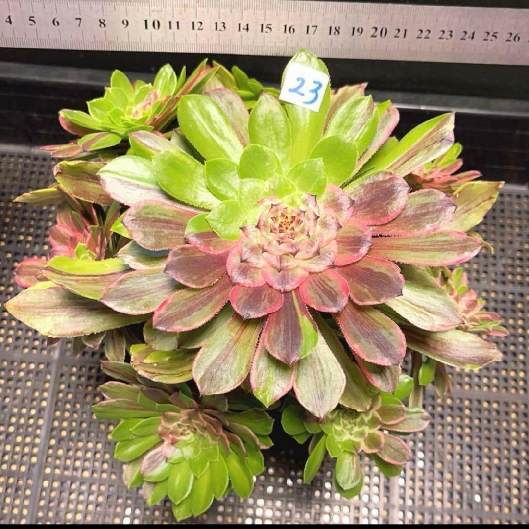 23#多肉植物アエオニウム錦❤️花顏ピンクディジー❤️1大頭7小頭23cm拔き苗