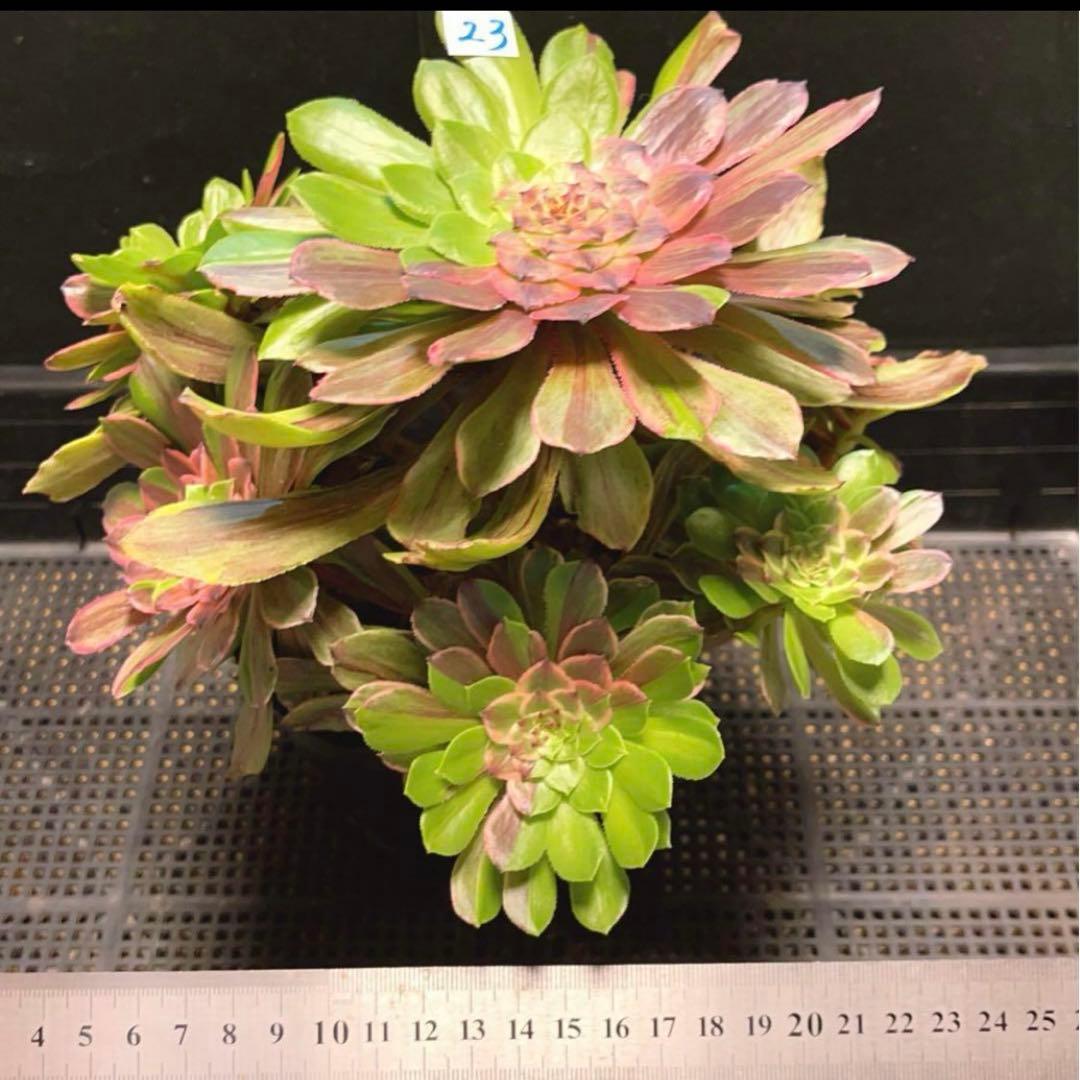 23#多肉植物アエオニウム錦❤️花顏ピンクディジー❤️1大頭7小頭23cm拔き苗