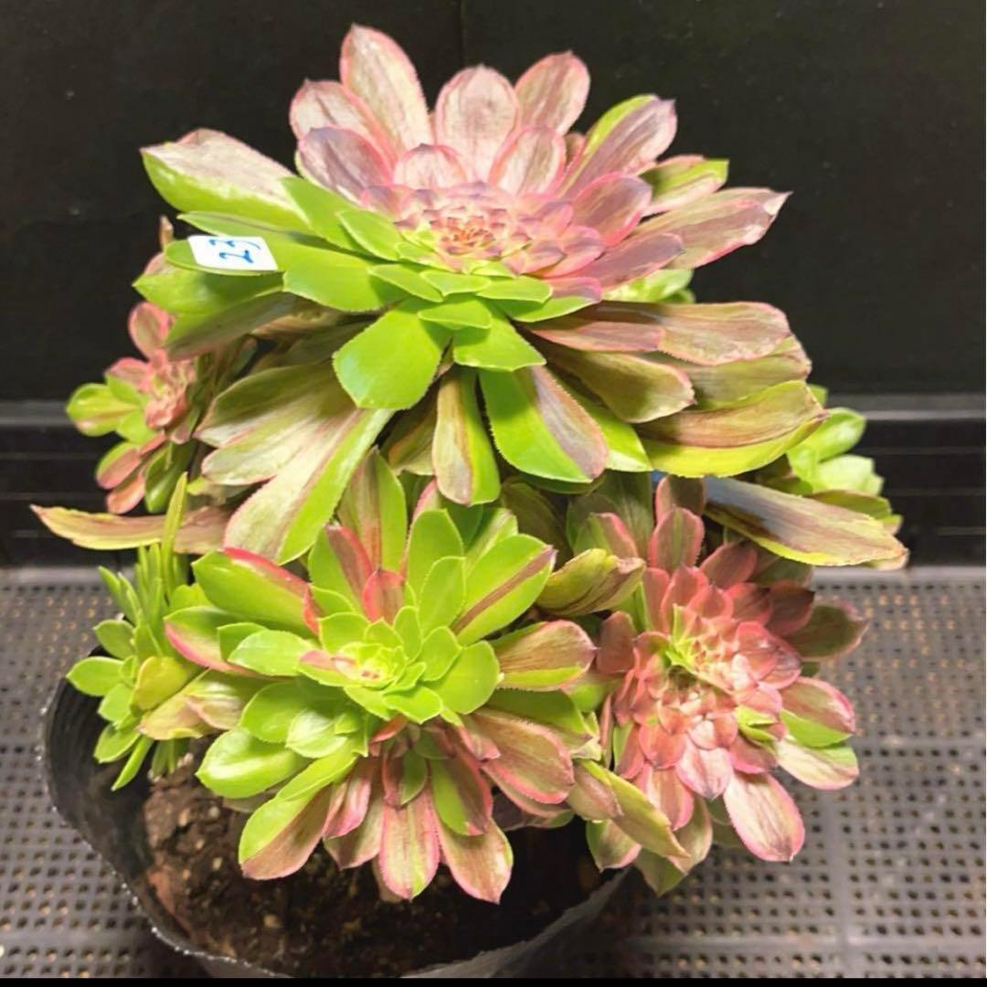 23#多肉植物アエオニウム錦❤️花顏ピンクディジー❤️1大頭7小頭23cm拔き苗