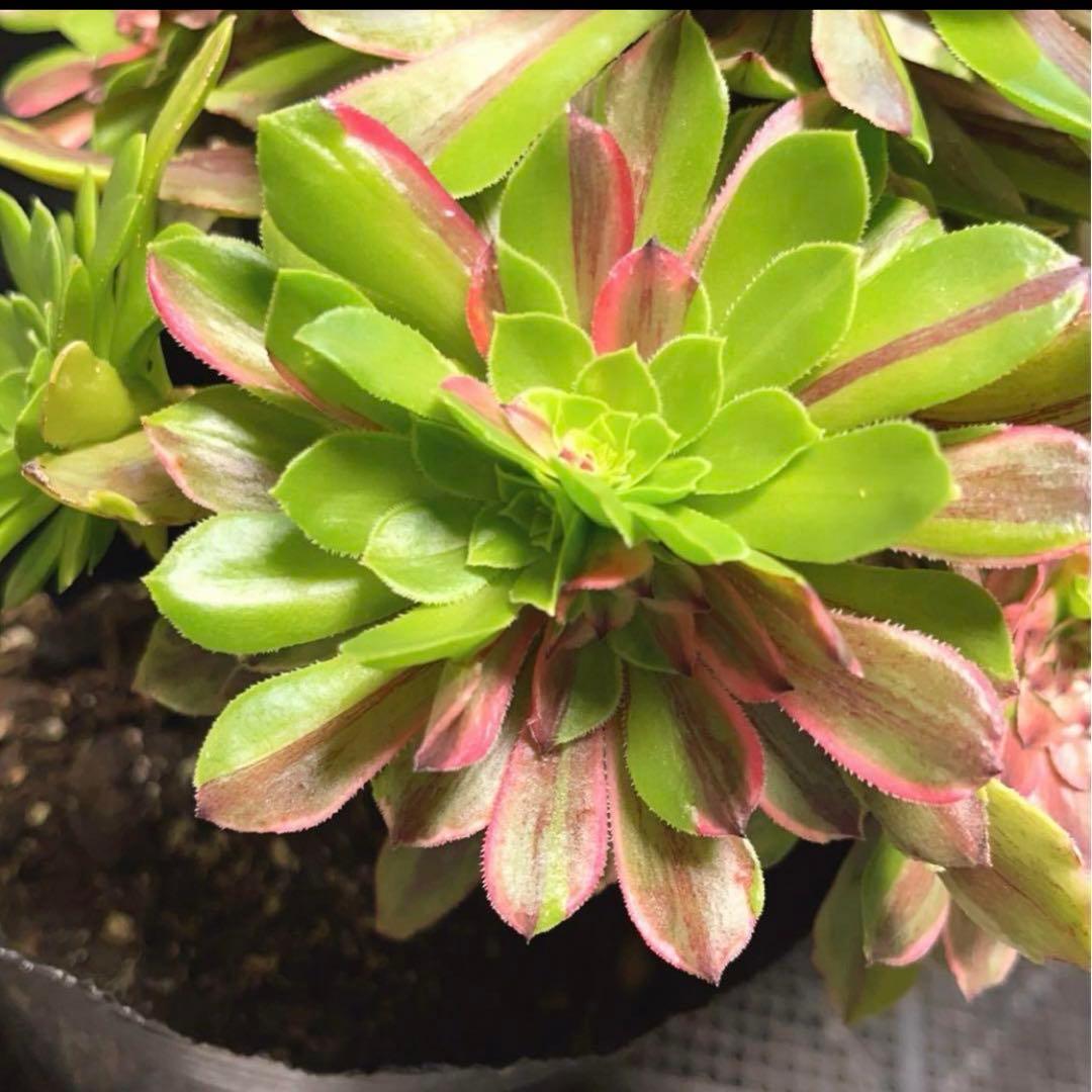 23#多肉植物アエオニウム錦❤️花顏ピンクディジー❤️1大頭7小頭23cm拔き苗