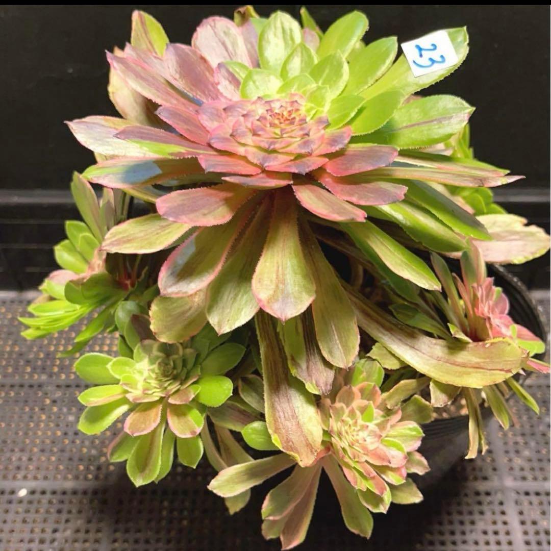 23#多肉植物アエオニウム錦❤️花顏ピンクディジー❤️1大頭7小頭23cm拔き苗