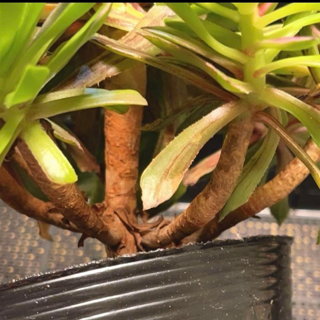 23#多肉植物アエオニウム錦❤️花顏ピンクディジー❤️1大頭7小頭23cm拔き苗