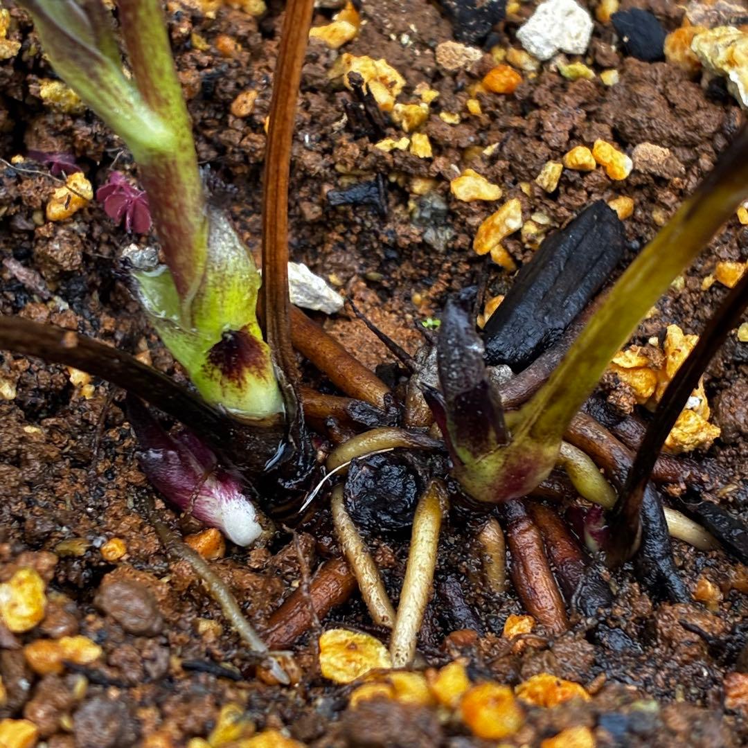 3773☘️2年間管理株☘️ ⭐️超小〜小輪⭐️艶ピコ⭐️デュメ交配⭐️大木ナーセリー⭐️