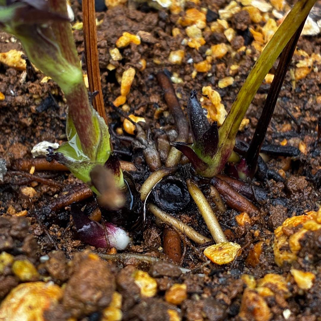3773☘️2年間管理株☘️ ⭐️超小〜小輪⭐️艶ピコ⭐️デュメ交配⭐️大木ナーセリー⭐️