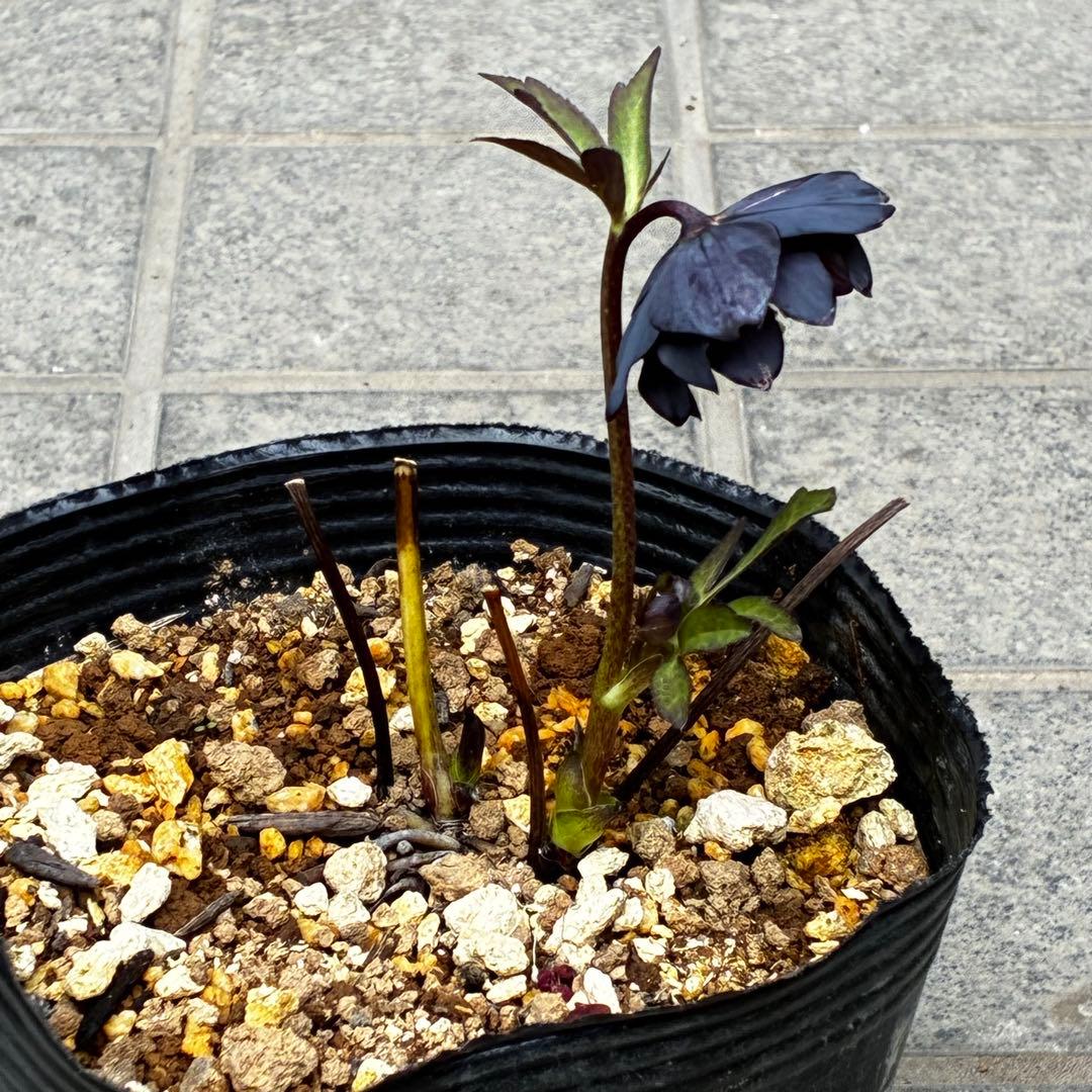 3773☘️2年間管理株☘️ ⭐️超小〜小輪⭐️艶ピコ⭐️デュメ交配⭐️大木ナーセリー⭐️