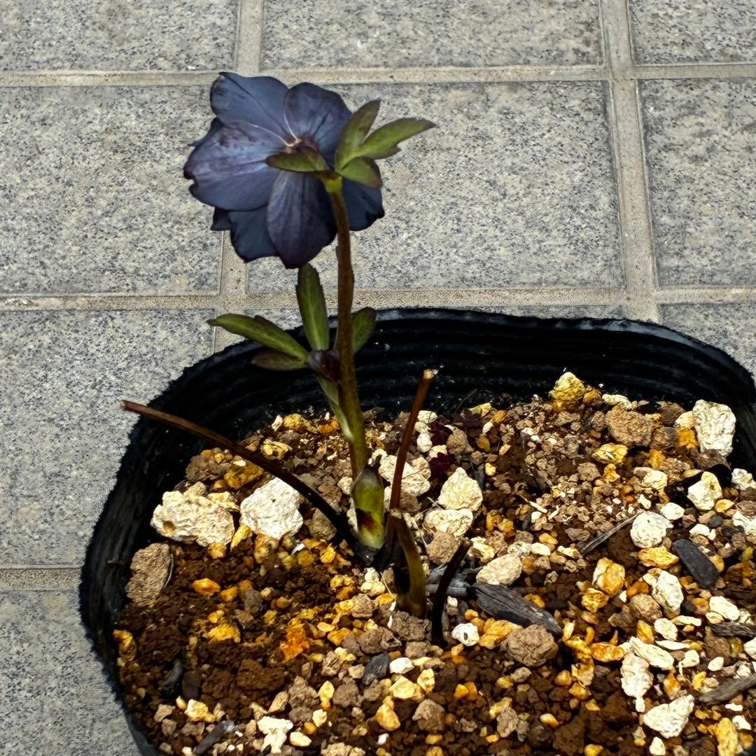 3773☘️2年間管理株☘️ ⭐️超小〜小輪⭐️艶ピコ⭐️デュメ交配⭐️大木ナーセリー⭐️