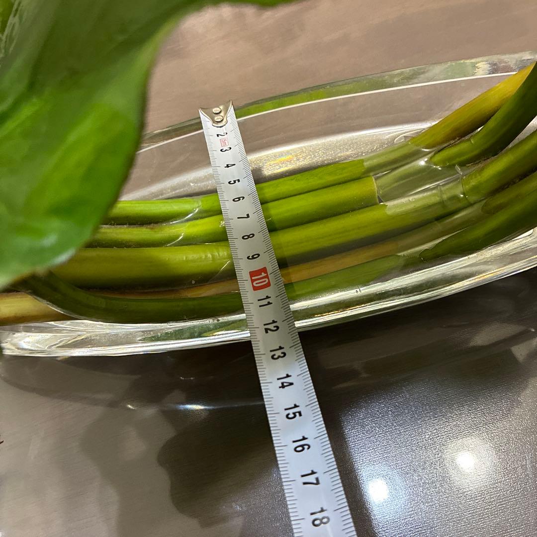 エミリオ・ロバ　花瓶付きカラー　エミリオロバ　アートフラワー