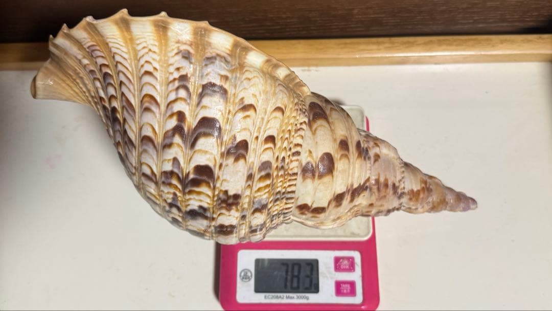 値下げ！法螺貝 ホラ貝 約34cm 783g / 不用品 現状渡し