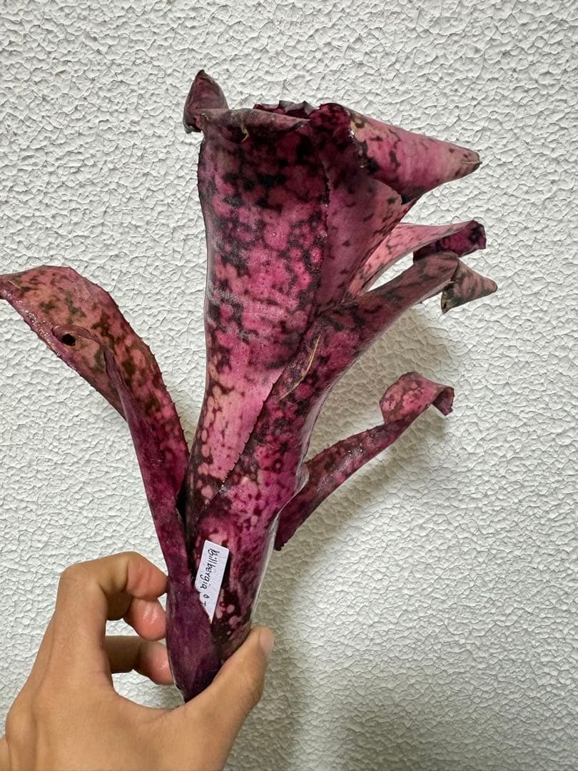 ブロメリア　billbergia talbot sweet cheese