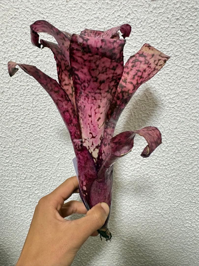 ブロメリア　billbergia talbot sweet cheese