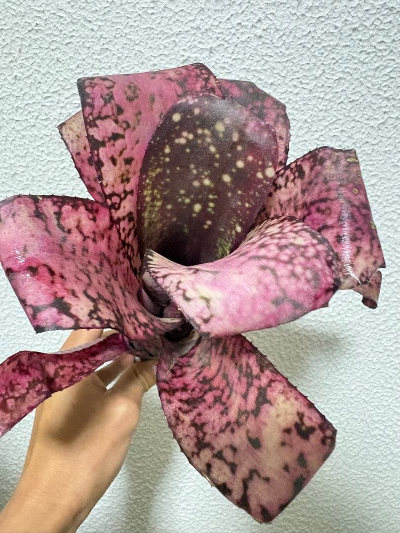 ブロメリア　billbergia talbot sweet cheese