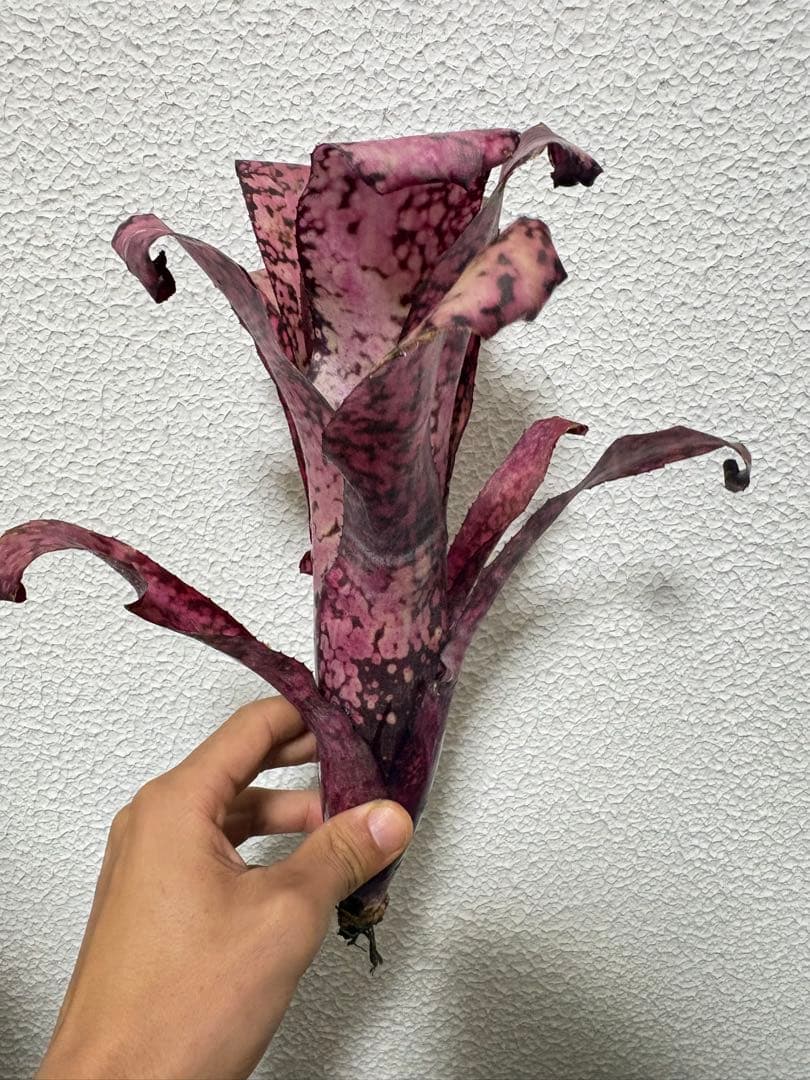 ブロメリア　billbergia talbot sweet cheese