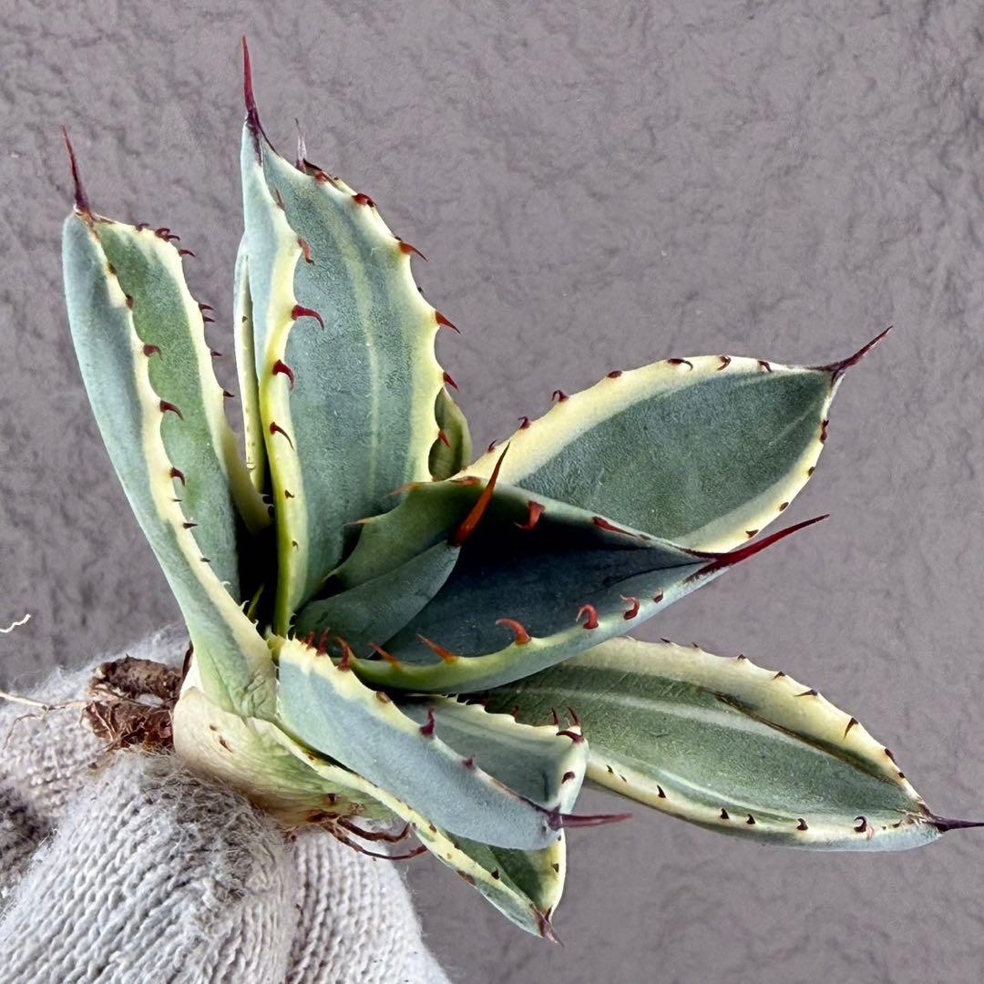 S*吉様 【アガベ パリー“オリザバ”】最高コントラスト/明瞭斑入り/L-1