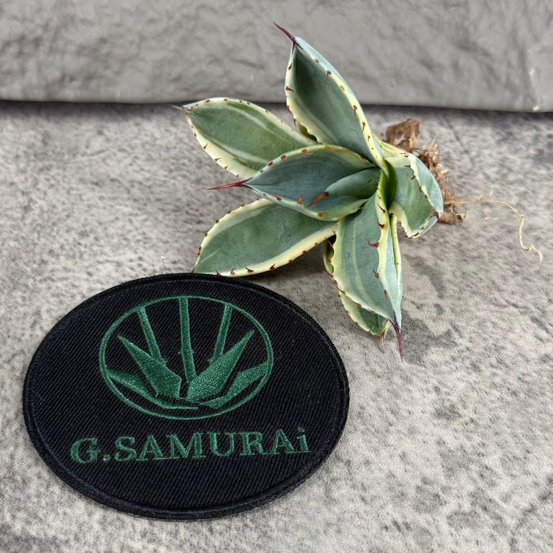 S*吉様 【アガベ パリー“オリザバ”】最高コントラスト/明瞭斑入り/L-1