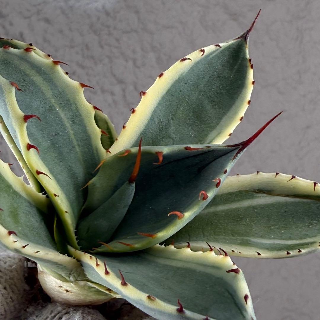 S*吉様 【アガベ パリー“オリザバ”】最高コントラスト/明瞭斑入り/L-1