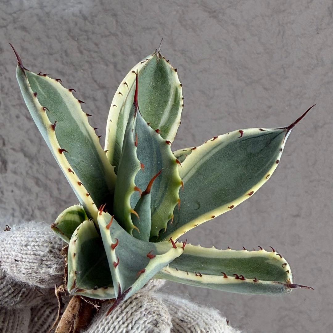 S*吉様 【アガベ パリー“オリザバ”】最高コントラスト/明瞭斑入り/L-1